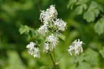 Waxyleaf meadow-rue